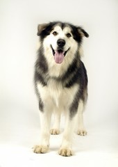 귀여운 애완동물