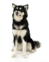 귀여운 애완동물