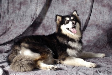 귀여운 애완동물