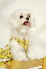 귀여운 애완동물