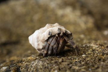 Hermit crab