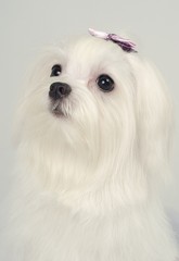 귀여운 애완동물