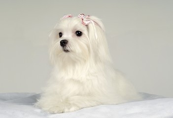 귀여운 애완동물