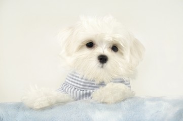 귀여운 애완동물