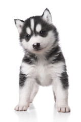 Cute little husky puppy isolated on white background