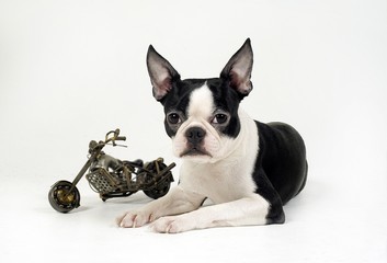 귀여운 애완동물