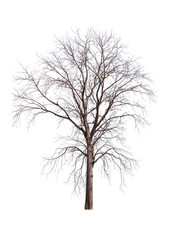 Obraz premium dead tree isolated on white