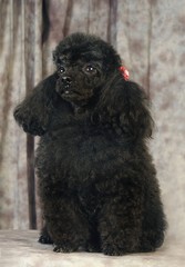 귀여운 애완동물