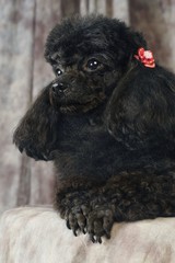 귀여운 애완동물