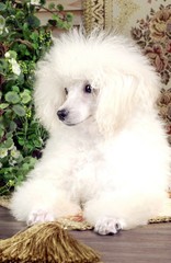 귀여운 애완동물