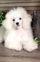 귀여운 애완동물