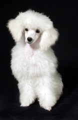 귀여운 애완동물