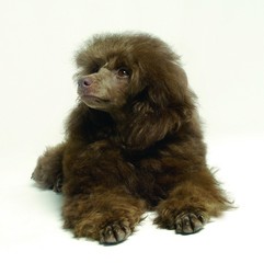 귀여운 애완동물