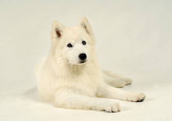 Naklejka premium 귀여운 애완동물