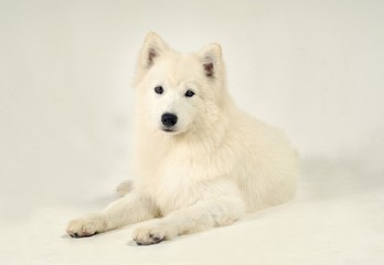 Naklejka premium 귀여운 애완동물