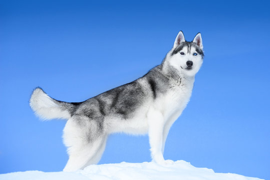 Siberian husky on blue sky background