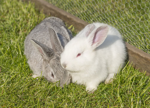Weißes und graues Kaninchen im Käfig