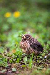 Closeup of a baby male Common Blackbird (Turdus merula).