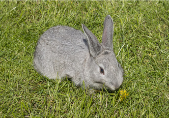 Graues Kaninchen im Gras