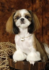 귀여운 애완동물