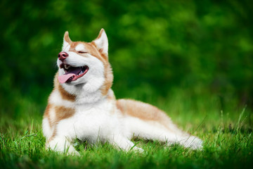 Cute siberian husky lying on green grass