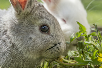 Kaninchen beim Fressen