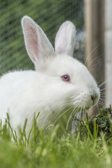 weißes Kaninchen Albino