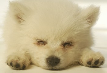 귀여운 애완동물