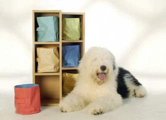 귀여운 애완동물