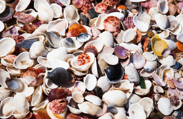 Many seashells
