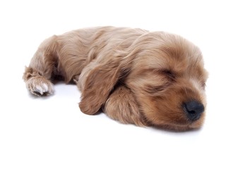 귀여운 애완동물