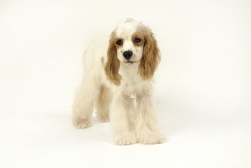 귀여운 애완동물