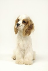 귀여운 애완동물