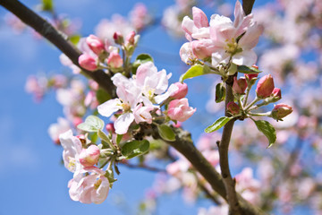 Apple tree blossom