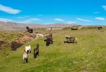 Icelandic horses
