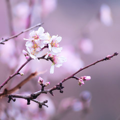 Flower of almond close-up © Zakharov Evgeniy