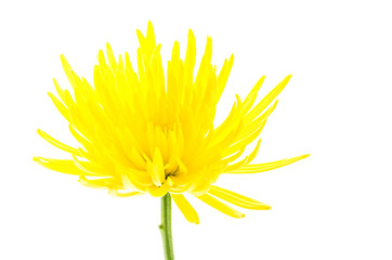 Fototapeta premium Yellow flower isolated on white background