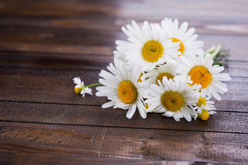 Obraz premium Daisy flowers