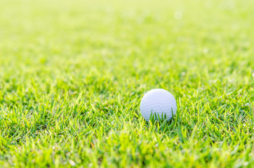 Golf ball on green grass