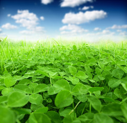 Picture of green clover field - 66096442