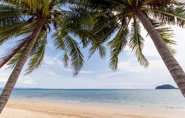 Beach coconut palm trees