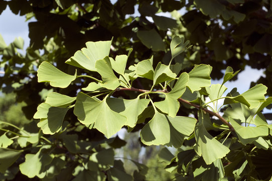 Ginkgoblaetter; Ginkgo; biloba; Ginkgonadel;