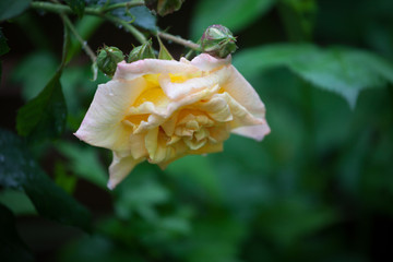 Obraz premium Rose im Regen