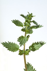 Kleine, Brennnessel; Urtica, urens; Wildkraeuter;