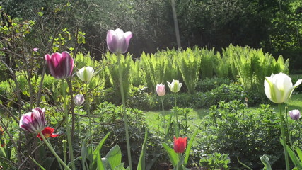 Rain water drops fall on tulip flower blooms and fern plants