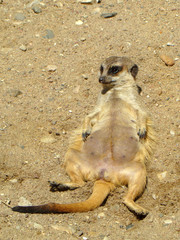 Wygrzewająca się surykatka © 07photo