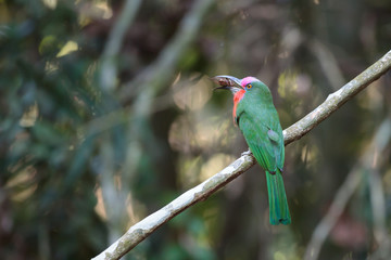 Red-bearded Bee-eater