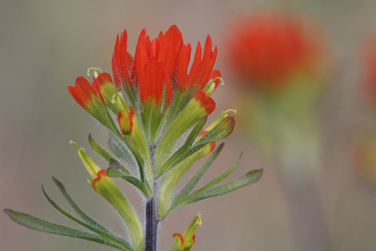 Painted Cup Blooming in Spring
