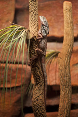 Agama kołnierzasta © 07photo