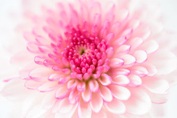 pink chrysanthemums